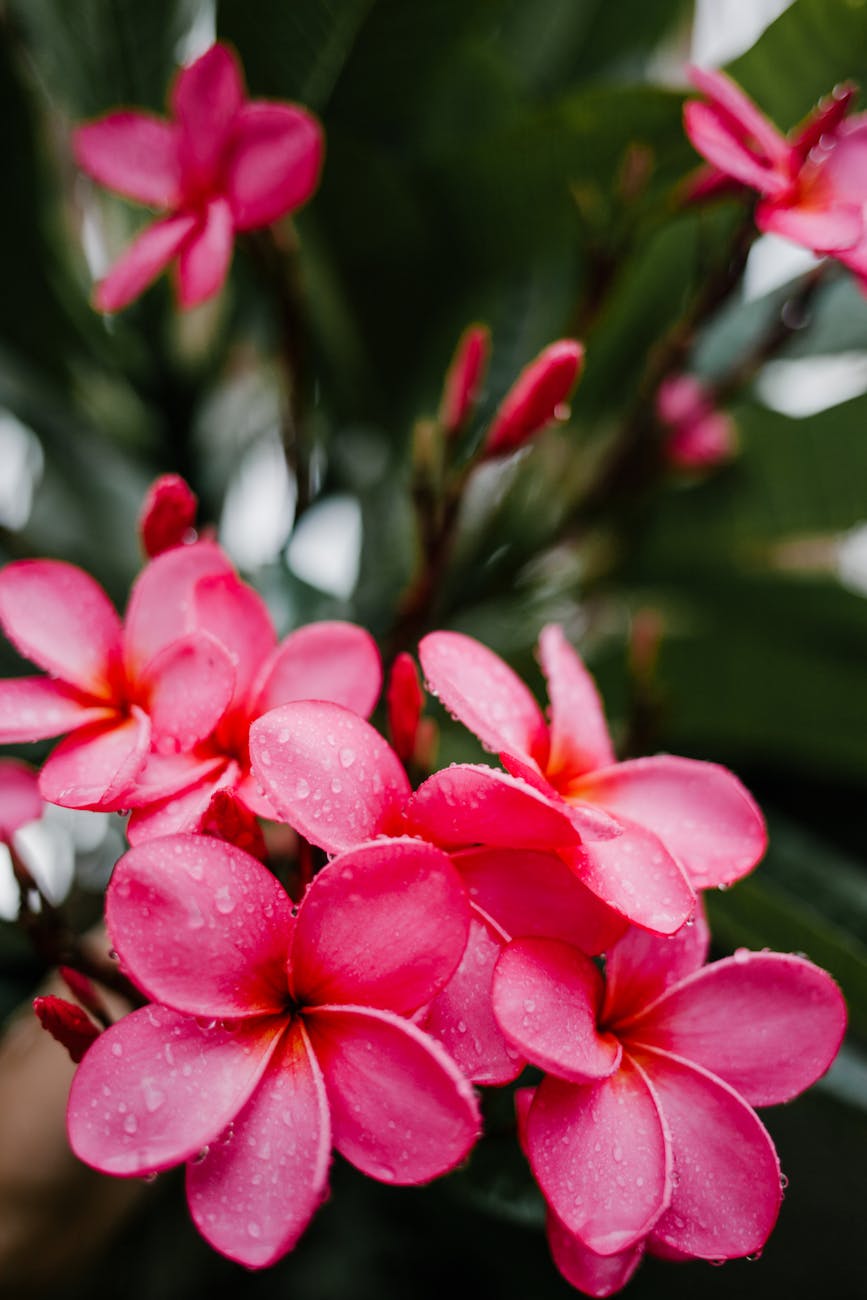 a pink flowers in full bloom